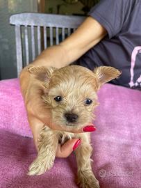 Cuccioli maltipoo