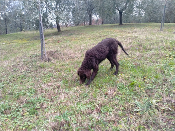 Addestramento cani da tartufo