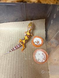 Gechi leopardini