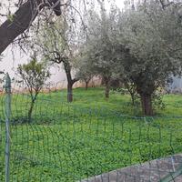 Terreno edificabile + rustico