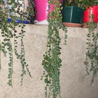 Talee di Senecio Rawleyanus pianta del Rosario