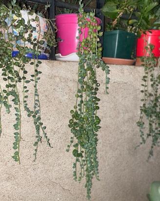 Talee di Senecio Rawleyanus pianta del Rosario