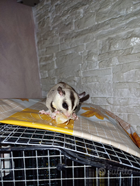 Coppia petauri dello zucchero