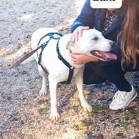 Cuccioli di 16 mesi colore bianchi meticci