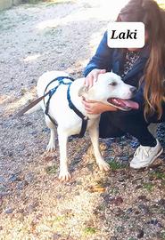 Cuccioli di 16 mesi colore bianchi meticci