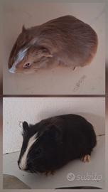 Cavie porcellini d'india