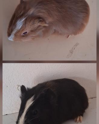 Cavie porcellini d'india