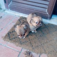 2 Cuccioli maschi