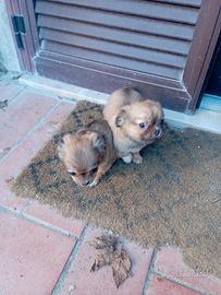 2 Cuccioli maschi