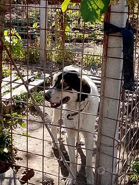 Cane pastore