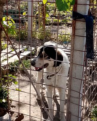 Cane pastore