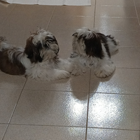 Vendita cuccioli shih-tzu