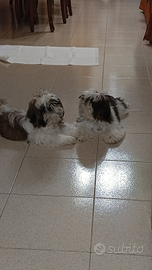 Vendita cuccioli shih-tzu