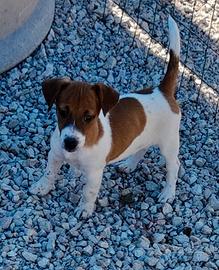 Jack russell terrier