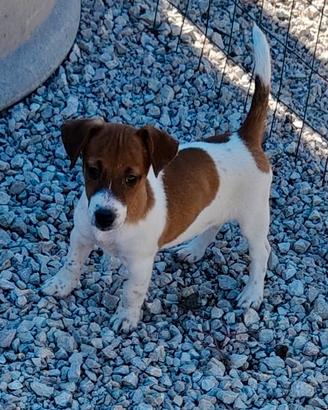 Jack russell terrier