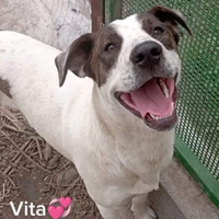 Cagnolino aspetta amore. Vita