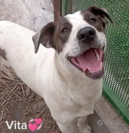 Cagnolino aspetta amore. Vita