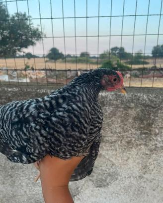 Galletti Amrok in purezza ( 4 mesi)