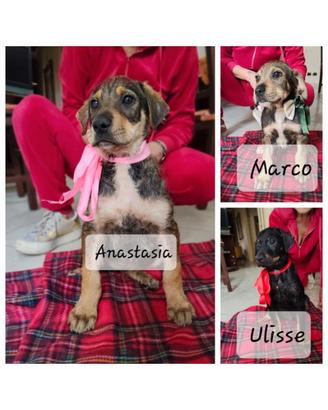 Adozione cuccioli cane
