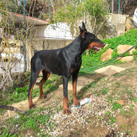Dobermann cucciolona