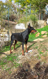 Dobermann cucciolona