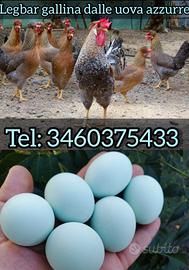 Galline Legbar Gold