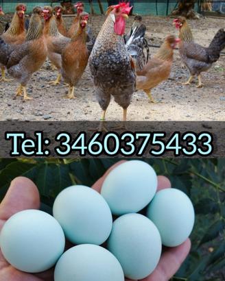 Galline Legbar Gold