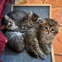 Gattini Scottish fold/straight