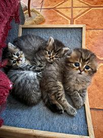 Gattini Scottish fold/straight