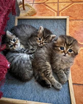 Gattini Scottish fold/straight