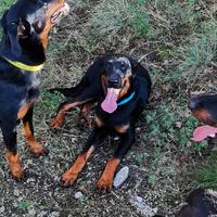 Cani da pastore di beauce ,beauceron