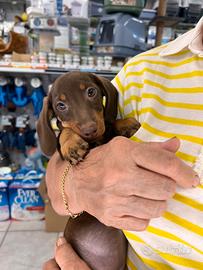 Cuccioli di bassotto Chocolate
