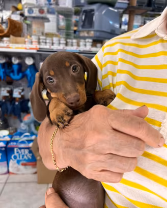 Cuccioli di bassotto Chocolate