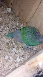 Parrocchetti dal collare cleartail