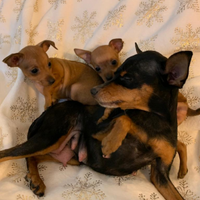 Disponibile cuccioli di Pinscher toy