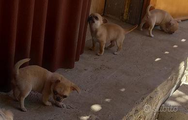 Chihuahua