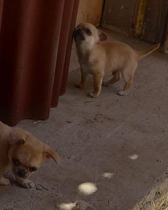 Chihuahua
