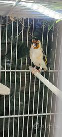 Cardellino agata piccolo