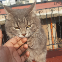 Gattino meowl buono qualita limitato ??