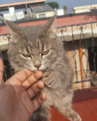 Gattino meowl buono qualita limitato ??