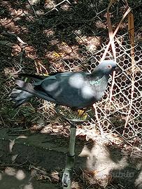 Colombi /piccioni ornamentali o caccia colombaccio