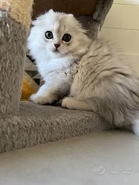 Scottish Fold