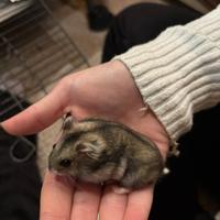 Criceti disponibili ?