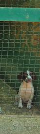 springer spaniel