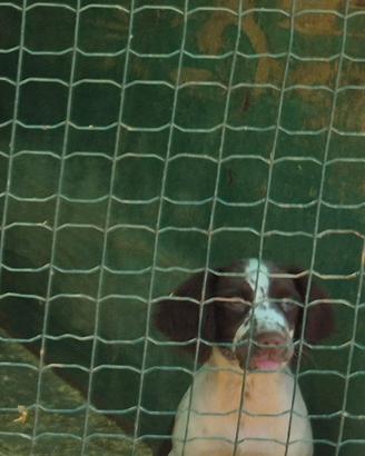 springer spaniel