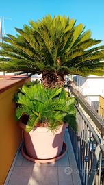 Cycas adulte di 30 anni