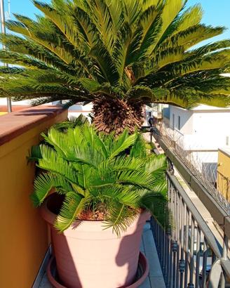 Cycas adulte di 30 anni