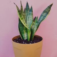 Sansevieria trifasciata Dracaena trifasciata 