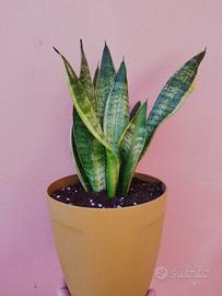 Sansevieria trifasciata Dracaena trifasciata 