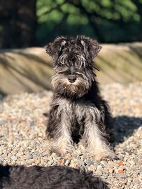 Cucciola schnauzer nano nero argento